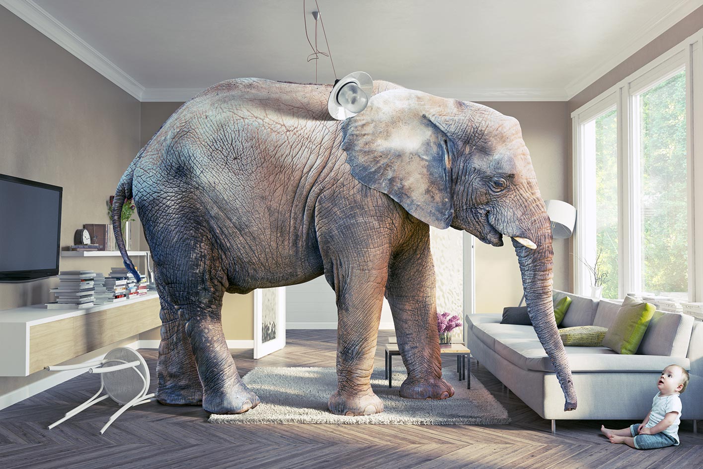 Elefant im Wohnzimmer auf Fertigparkett